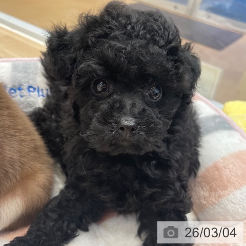 神奈川県のトイプードル(トイ) (ペットプラス テラスモール湘南店/2025年12月29日生まれ/女の子/ブラック)の子犬の3枚目の画像