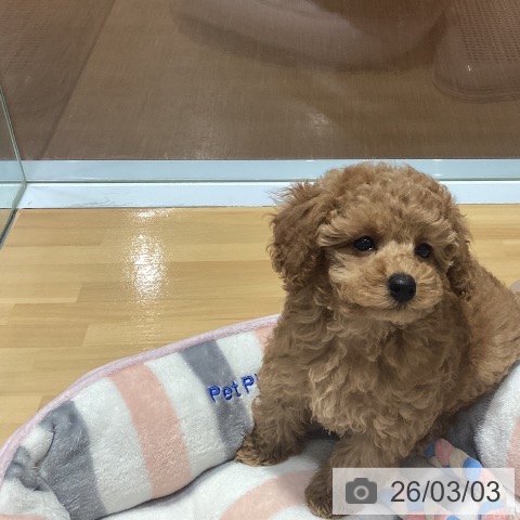 トイ・プードルの写真