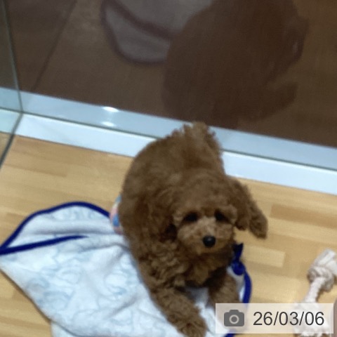 神奈川県のトイプードル(トイ) (ペットプラス ビアレ横浜店/2026年1月1日生まれ/男の子/レッドフォーン)の子犬の3枚目の画像