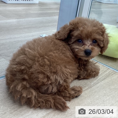 東京都のトイプードル(トイ) (ペットプラス むさし村山店/2026年1月1日生まれ/女の子/レッドフォーン)の子犬の3枚目の画像