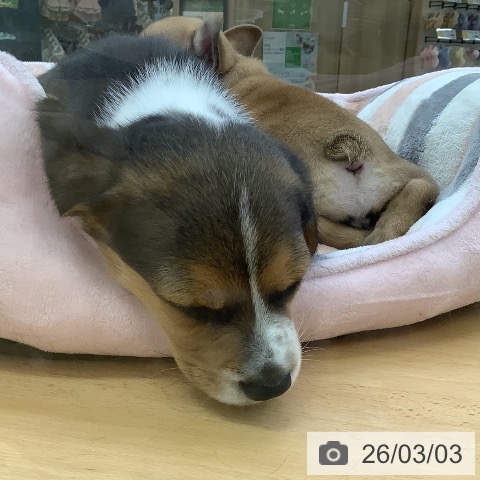 ビーグルの写真