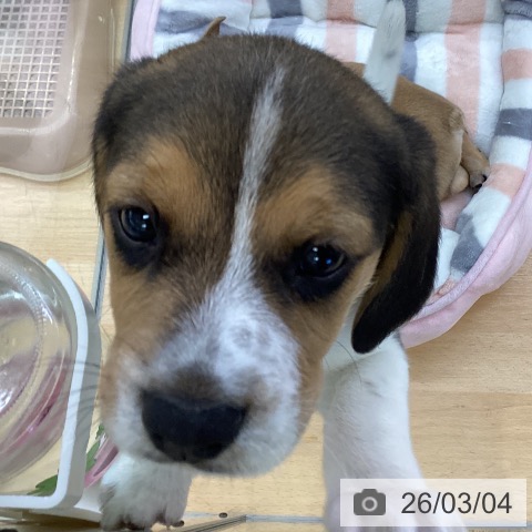 埼玉県のビーグル (ペッツワン 新座店/2025年12月30日生まれ/男の子/ブラックタンホワイト)の子犬の4枚目の画像