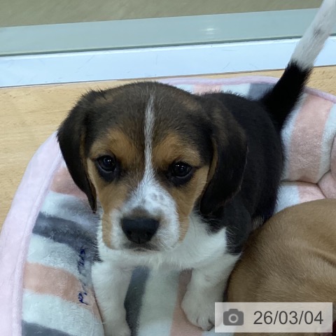埼玉県のビーグル (ペッツワン 新座店/2025年12月30日生まれ/男の子/ブラックタンホワイト)の子犬の3枚目の画像