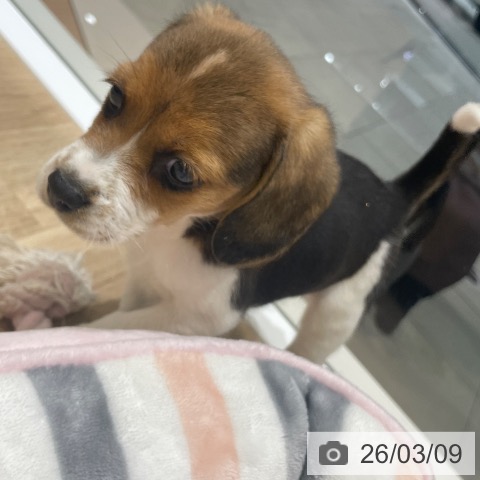 長野県のビーグル (ペットプラス 須坂店/2025年12月30日生まれ/女の子/ブラックタンホワイト)の子犬の4枚目の画像