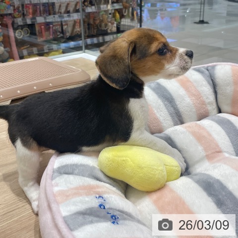 長野県のビーグル (ペットプラス 須坂店/2025年12月30日生まれ/女の子/ブラックタンホワイト)の子犬の3枚目の画像