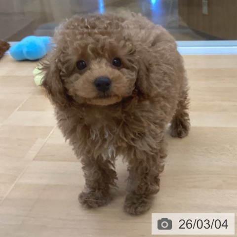 埼玉県のトイプードル(トイ) (ペットプラス 羽生店/2026年1月1日生まれ/男の子/レッド)の子犬の3枚目の画像