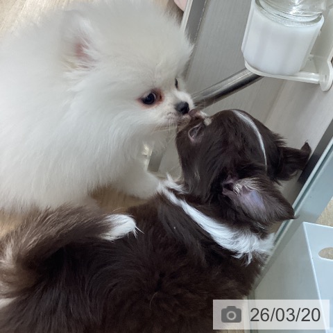 宮城県のポメラニアン (ペットプラス 名取店/2026年1月1日生まれ/女の子/クリーム)の子犬の4枚目の画像