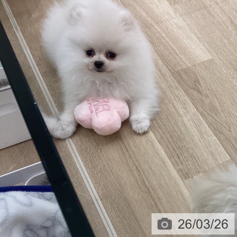 宮城県のポメラニアン (ペットプラス 名取店/2026年1月1日生まれ/女の子/クリーム)の子犬の3枚目の画像