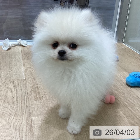 宮城県のポメラニアン (ペットプラス 名取店/2026年1月1日生まれ/女の子/クリーム)の子犬の3枚目の画像