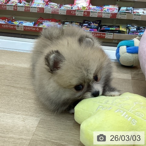 ポメラニアンの写真