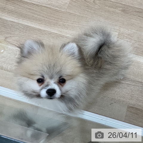 ポメラニアンの写真