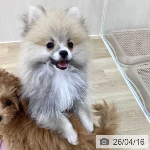 ポメラニアンの写真