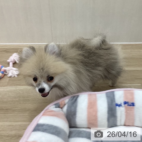 ポメラニアンの写真