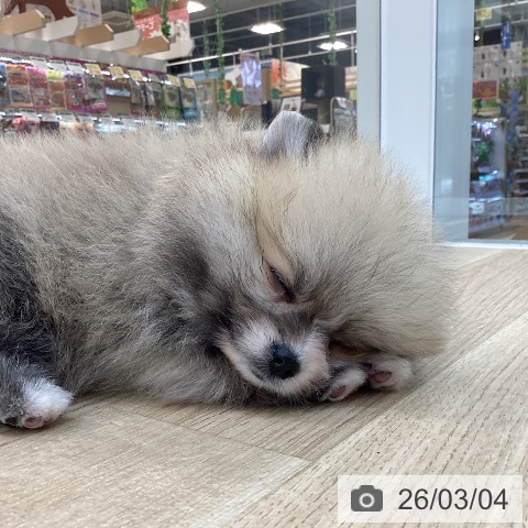 群馬県のポメラニアン (ペットプラス 前橋店/2025年12月31日生まれ/男の子/クリームセーブル)の子犬の4枚目の画像