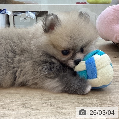群馬県のポメラニアン (ペットプラス 前橋店/2025年12月31日生まれ/男の子/クリームセーブル)の子犬の3枚目の画像