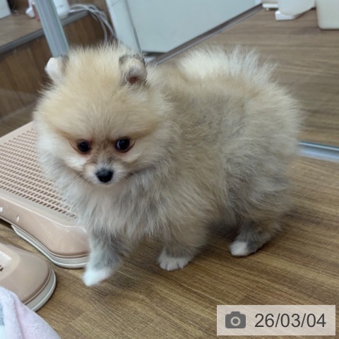 東京都のポメラニアン (ペッツワン 青梅インター店/2025年12月31日生まれ/男の子/クリーム)の子犬の4枚目の画像