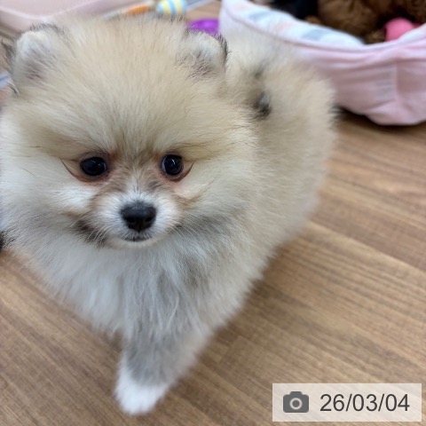 東京都のポメラニアン (ペッツワン 青梅インター店/2025年12月31日生まれ/男の子/クリーム)の子犬の3枚目の画像