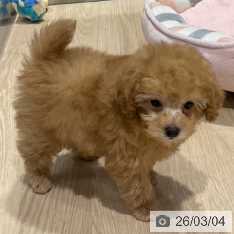 トイ・プードルの写真