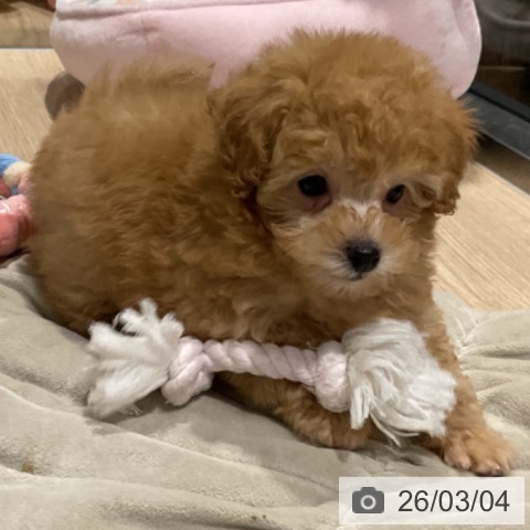 トイ・プードルの写真