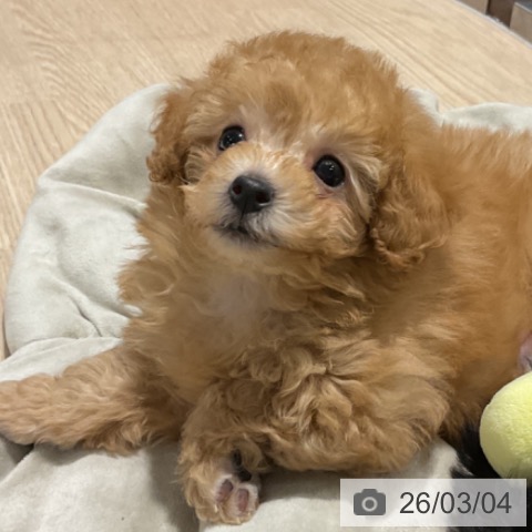 トイ・プードルの写真