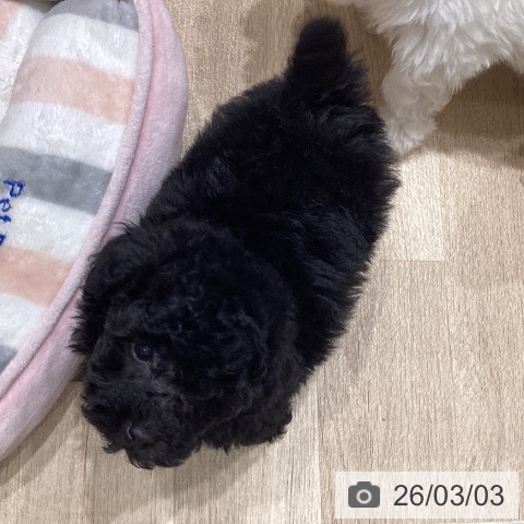 埼玉県のトイプードル(トイ) (ペットプラス 上尾店/2025年12月31日生まれ/男の子/ブラック)の子犬の4枚目の画像