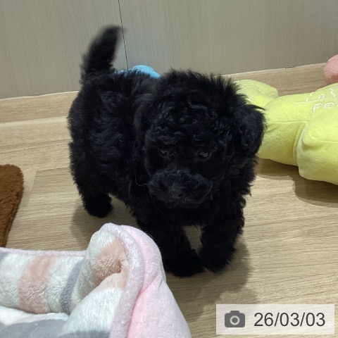 埼玉県のトイプードル(トイ) (ペットプラス 上尾店/2025年12月31日生まれ/男の子/ブラック)の子犬の3枚目の画像