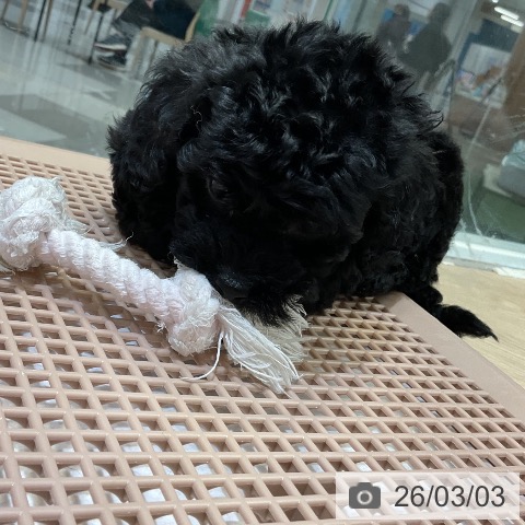 トイ・プードルの写真