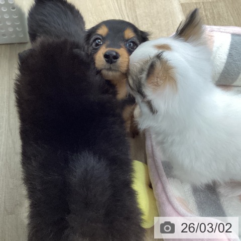 ミニチュア・ダックスフンドの写真