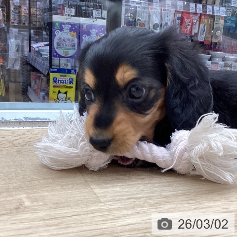 ミニチュア・ダックスフンドの写真