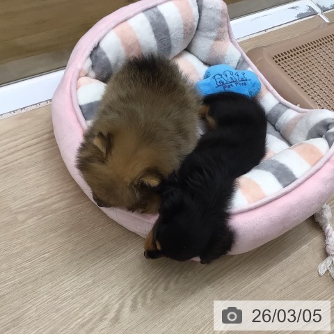 埼玉県のミニチュアダックスフンド(ロング) (ペットプラス 八潮店/2025年12月30日生まれ/男の子/ブラックタン)の子犬の4枚目の画像