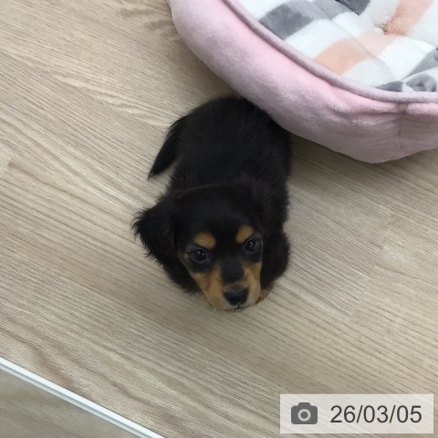 埼玉県のミニチュアダックスフンド(ロング) (ペットプラス 八潮店/2025年12月30日生まれ/男の子/ブラックタン)の子犬の3枚目の画像