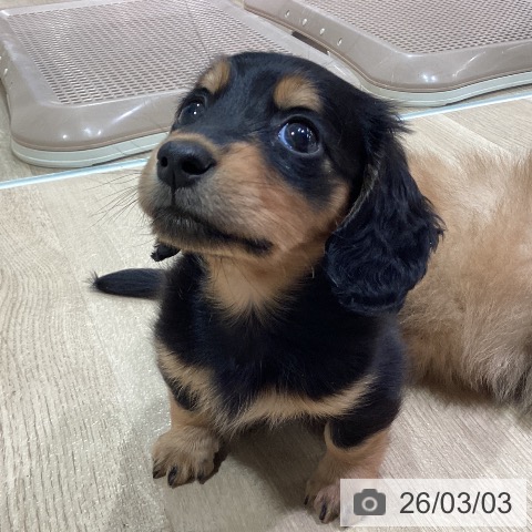 神奈川県のミニチュアダックスフンド(ロング) (ペットプラス ゆめが丘ソラトス店/2025年12月30日生まれ/女の子/ブラックタン)の子犬の4枚目の画像