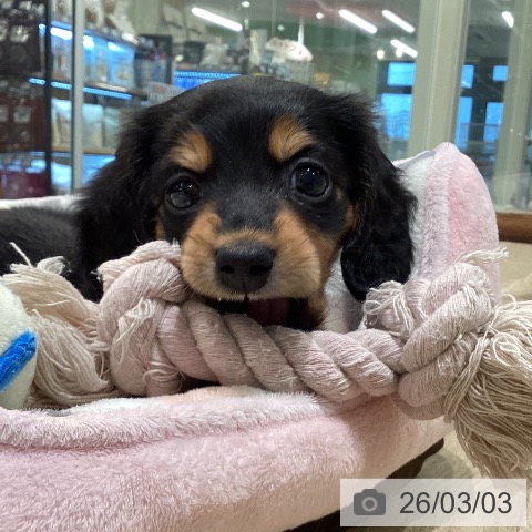 神奈川県のミニチュアダックスフンド(ロング) (ペットプラス ゆめが丘ソラトス店/2025年12月30日生まれ/女の子/ブラックタン)の子犬の3枚目の画像