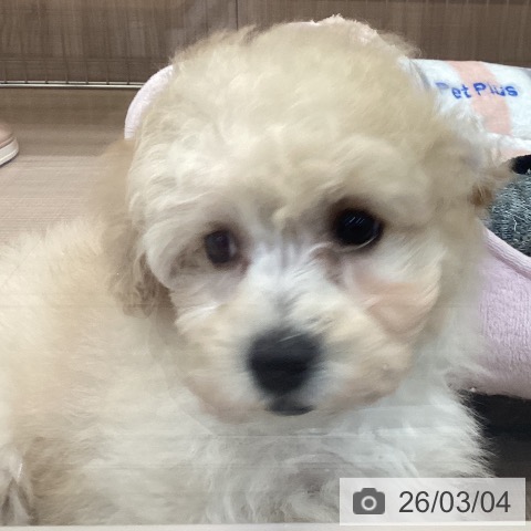 トイ・プードルの写真