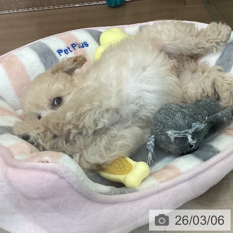 トイ・プードルの写真