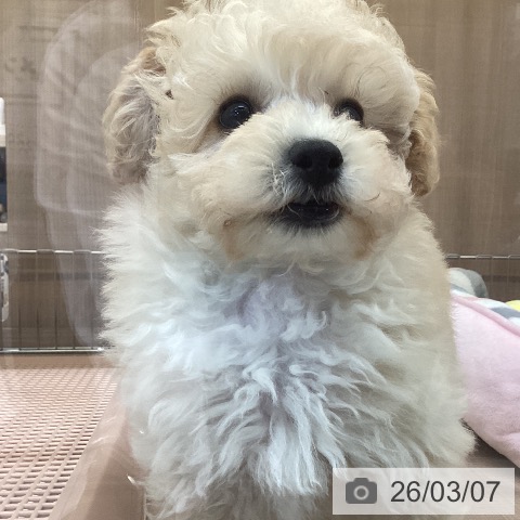 トイ・プードルの写真