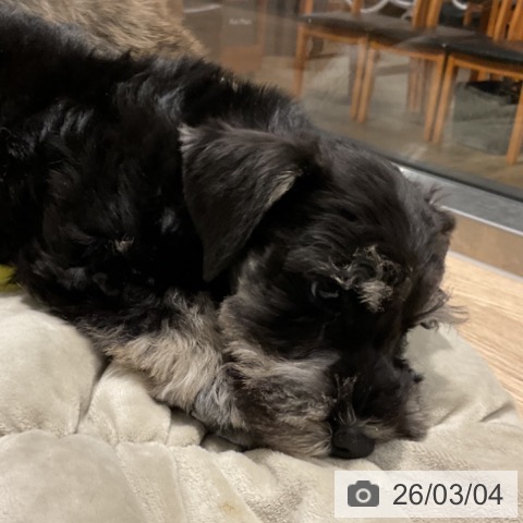 埼玉県のミニチュアシュナウザー (ペットプラス コクーンシティ店/2025年12月30日生まれ/男の子/ソルトペッパー)の子犬の4枚目の画像