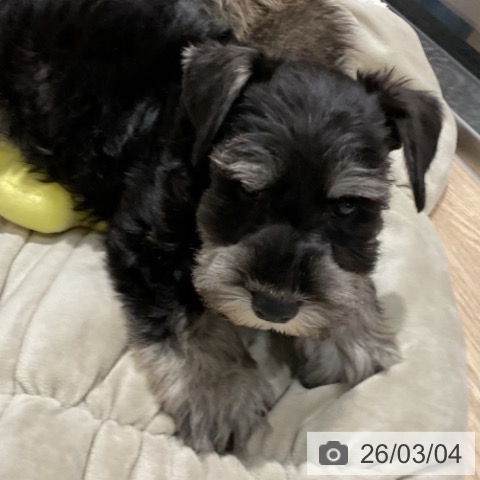 埼玉県のミニチュアシュナウザー (ペットプラス コクーンシティ店/2025年12月30日生まれ/男の子/ソルトペッパー)の子犬の3枚目の画像