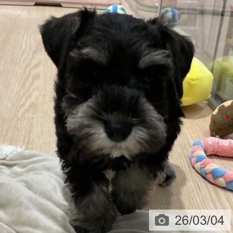 茨城県のミニチュアシュナウザー (ペッツワン 古河店/2025年12月30日生まれ/男の子/ブラックシルバー)の子犬の3枚目の画像