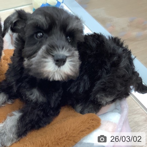 ミニチュア・シュナウザーの写真