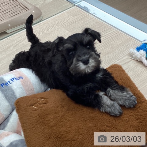 ミニチュア・シュナウザーの写真