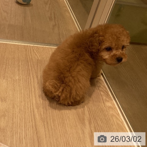 トイ・プードルの写真