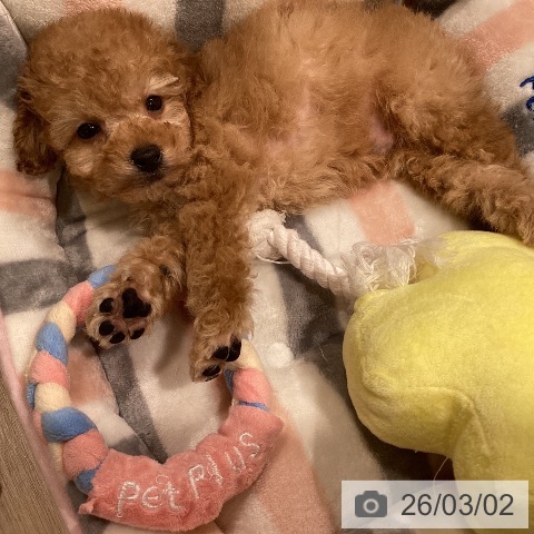 トイ・プードルの写真