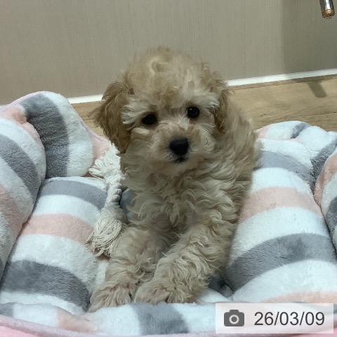 埼玉県のトイプードル(トイ) (ペットプラス ららぽーと新三郷店/2026年1月1日生まれ/女の子/アプリコット)の子犬の3枚目の画像