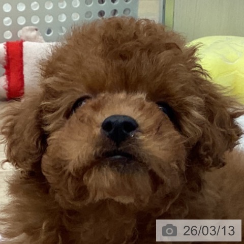 東京都のトイプードル(トイ) (ペットプラス むさし村山店/2026年1月1日生まれ/女の子/レッド)の子犬の4枚目の画像