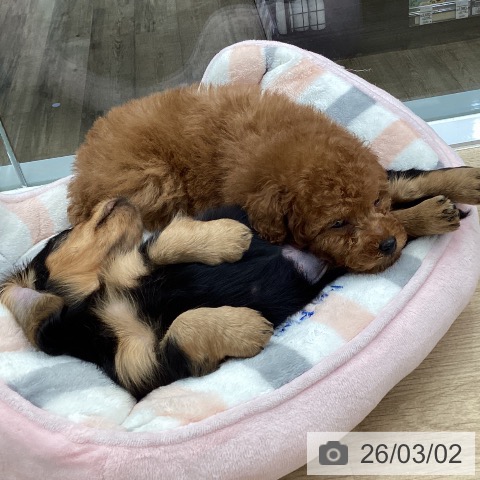 東京都のトイプードル(トイ) (ペットプラス むさし村山店/2026年1月1日生まれ/女の子/レッド)の子犬の3枚目の画像