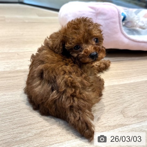 トイ・プードルの写真