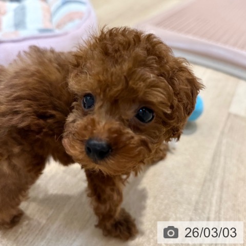 トイ・プードルの写真