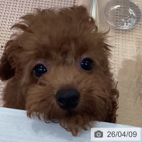 神奈川県のトイプードル(トイ) (ペットプラス 海老名店/2026年1月1日生まれ/女の子/レッド)の子犬の3枚目の画像