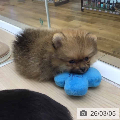 埼玉県のポメラニアン (ペットプラス 八潮店/2025年12月30日生まれ/女の子/オレンジセーブル)の子犬の4枚目の画像